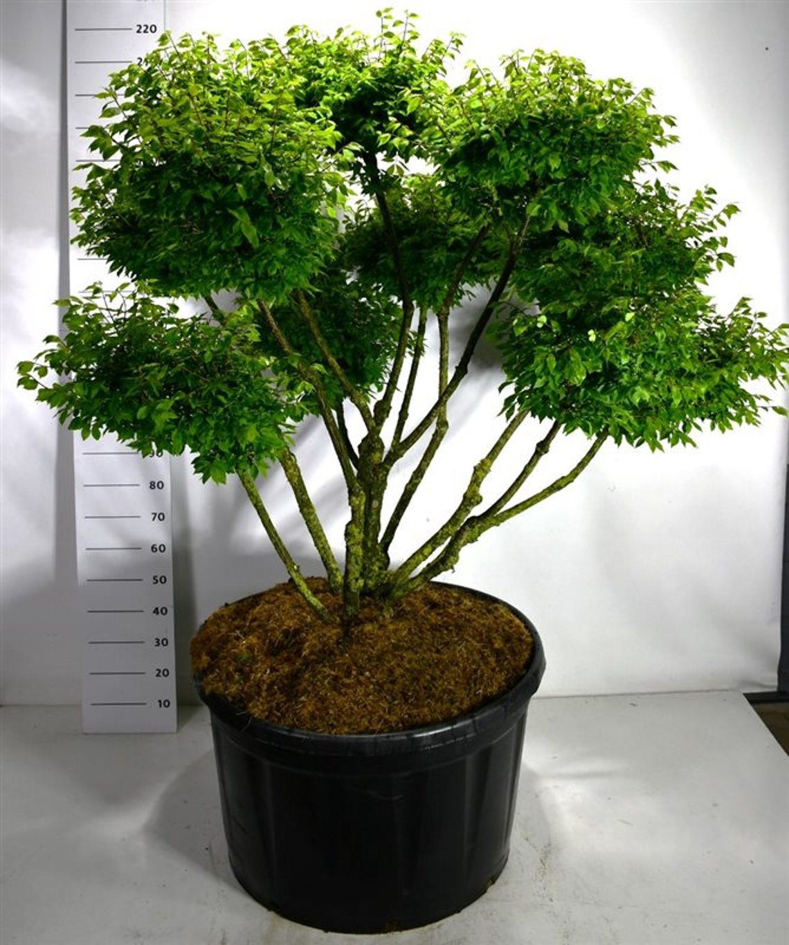 Euonymus alat. 'Compactus' - 125-150 CM Bonsai Cont.